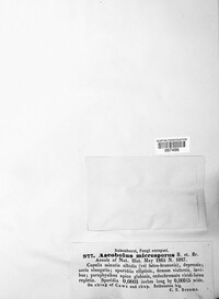 Image of Thelebolus microsporus